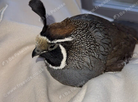 wanted california quail hen