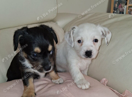 Chihuahua x mam dad borderline terrier