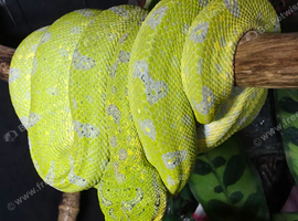 CB24 Sorong x Biak Female