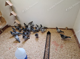 Youngest racing pigeons