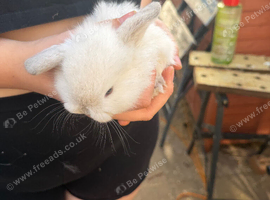 Mini lops magpie 1 doe 1 buck left