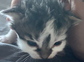 3 kittens for sale