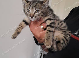 Bengal crossed kittens for sale