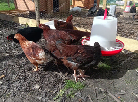 POL hens