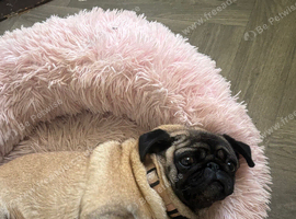 5 year old female pug for sale
