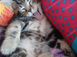 Mainecoon cross kittens