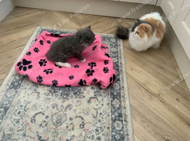 Absolutely stunning extremely fluffy grey and white Persian girl