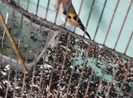 Goldfinches