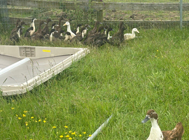 Ducks