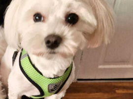 Dog for Stud