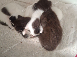 Kittens