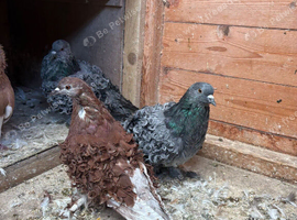 2 pairs of fancy frillback pigeons