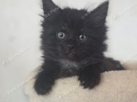 Maine Coon Cross Kittens READY TO LEAVE