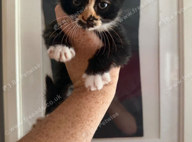 Calico Kitten