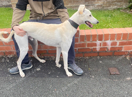 saluki x greyhound