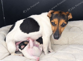 Girl Jack Russell