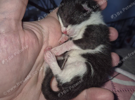 Beautiful litter of 3
