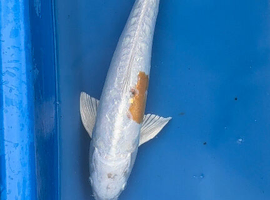 Koi carp 47cm Doitsu hariwake