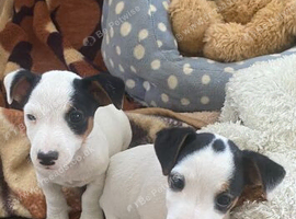 Small Jack Russell puppies