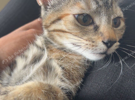 URGENT !  Beautiful Tabby Kitten &mdash; Ready for Her Forever Home