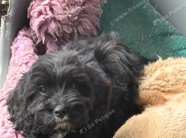 Cockapoo
