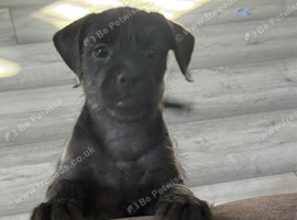 Ready Now LAST BOY French bulldog x cockapoo