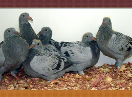 Not acctual photo Pre order 2027 racing pigeon youbirds 6