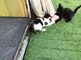 4 beautiful kittens