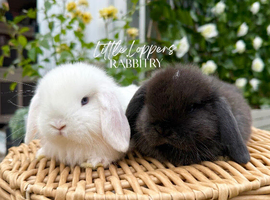 One Male & One Female Mini Lop Babies to reserve now!