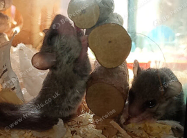 2 African pigmy door mice