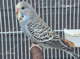 Baby Budgies.