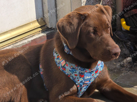 Labrador for rehome
