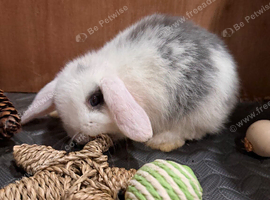 Super friendly Mini lop babies ready now (2 boys left)