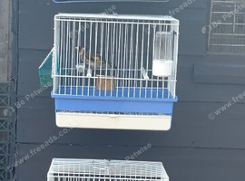 BBC goldfinches available