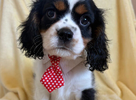 Beautiful Cavaliers for sale