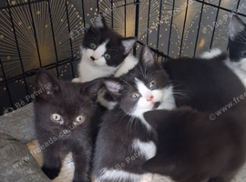 British Shorthair cross kittens
