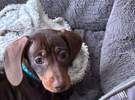 Beautiful Miniature Dachshund Puppies &ndash; Chocolate & Dapple