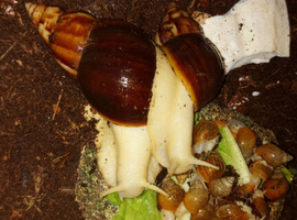 Young giant african land snails
