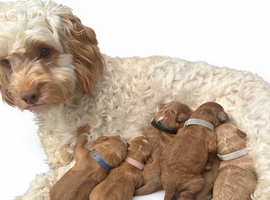 Cockapoo Puppys