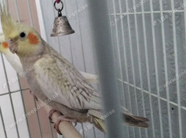 Pearl Pied Male Cockatiel