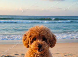 Loving and caring Maltipoo