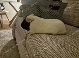 Lovely boy Guinea pig