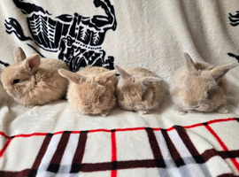 Stunning mini lops available