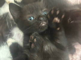 2 beautiful kittens