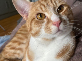MISSING MALE GINGER CAT