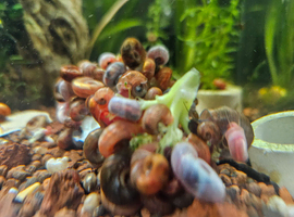 aquatic ramshorn snails x100, mixed sizes, free next day delivery