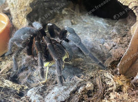 Costa Rica bluefront female and set up