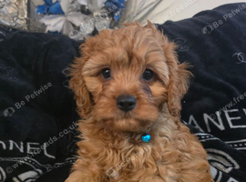 UNO F1 CAVAPOO DNA TESTED PARENTS
