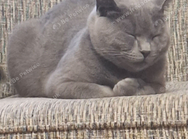Handsome 19 month old male JASPER