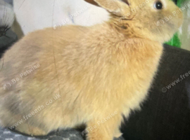 Female rabbit